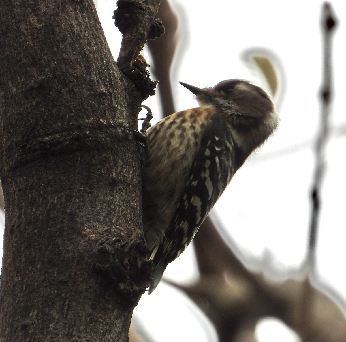 Japanese Pygmy Woodpecker - ML647214554