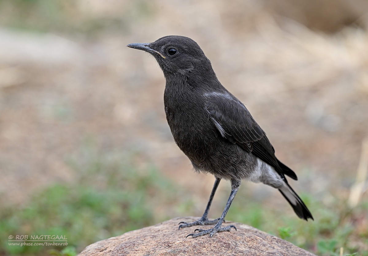 Mountain Chat - ML647214555