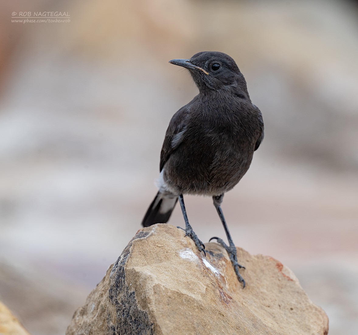 Mountain Chat - ML647214556