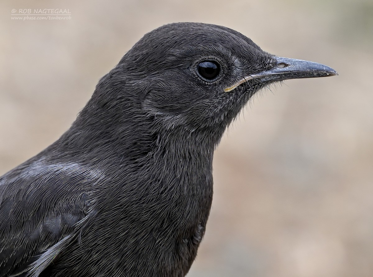 Mountain Chat - ML647214557