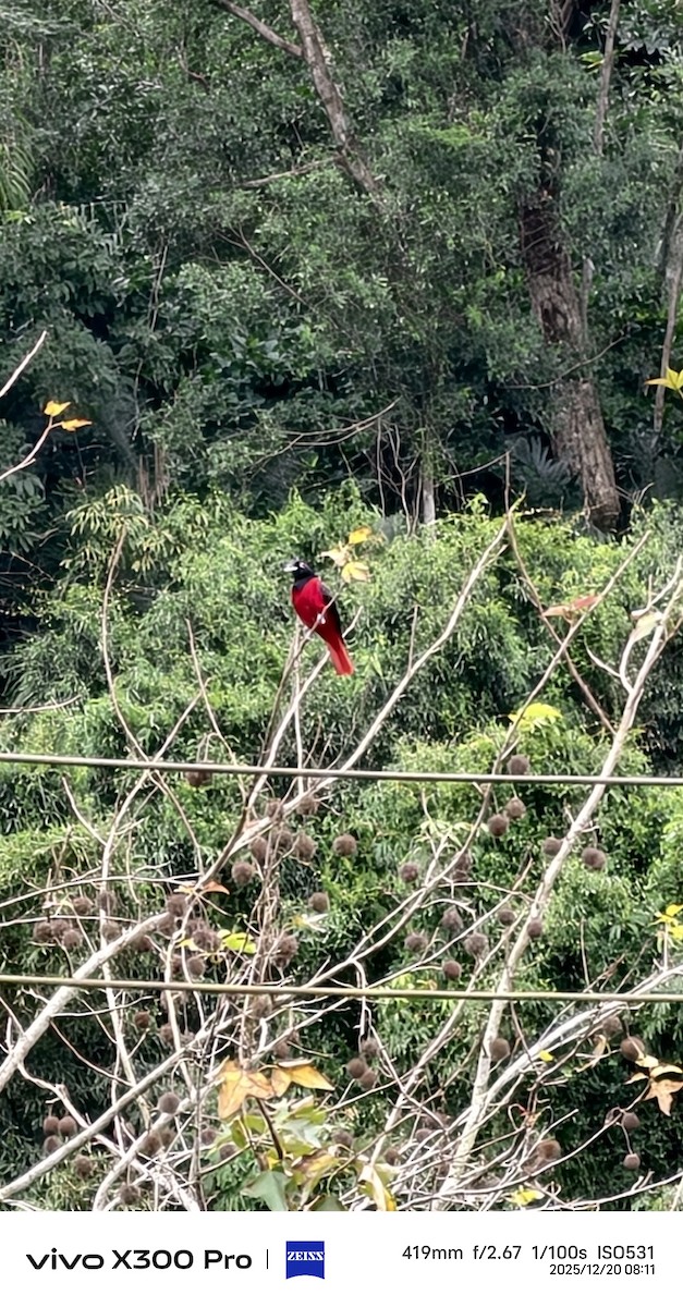 Maroon Oriole - ML647214567