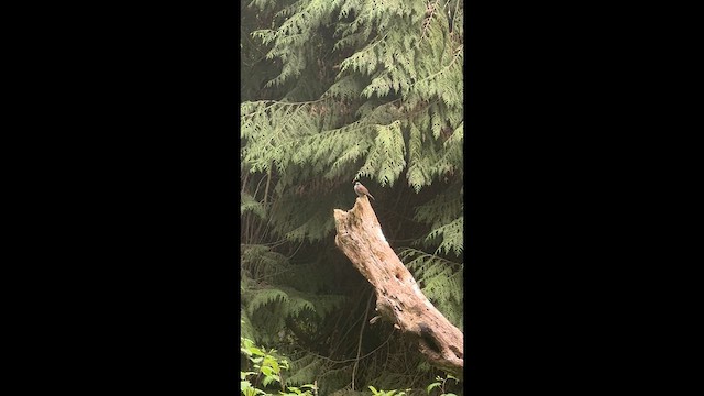 Song Sparrow - ML647214569