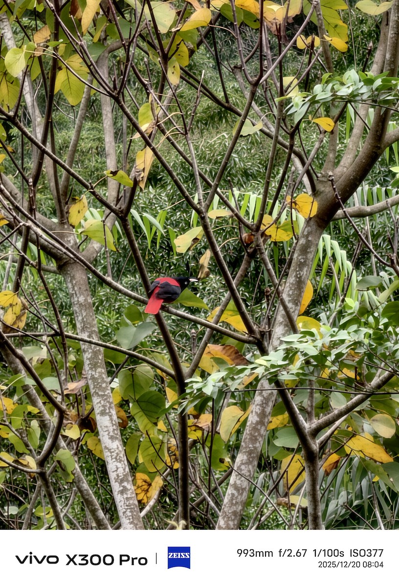 Maroon Oriole - ML647214571