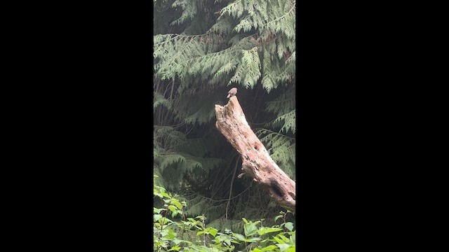 Song Sparrow - ML647214580