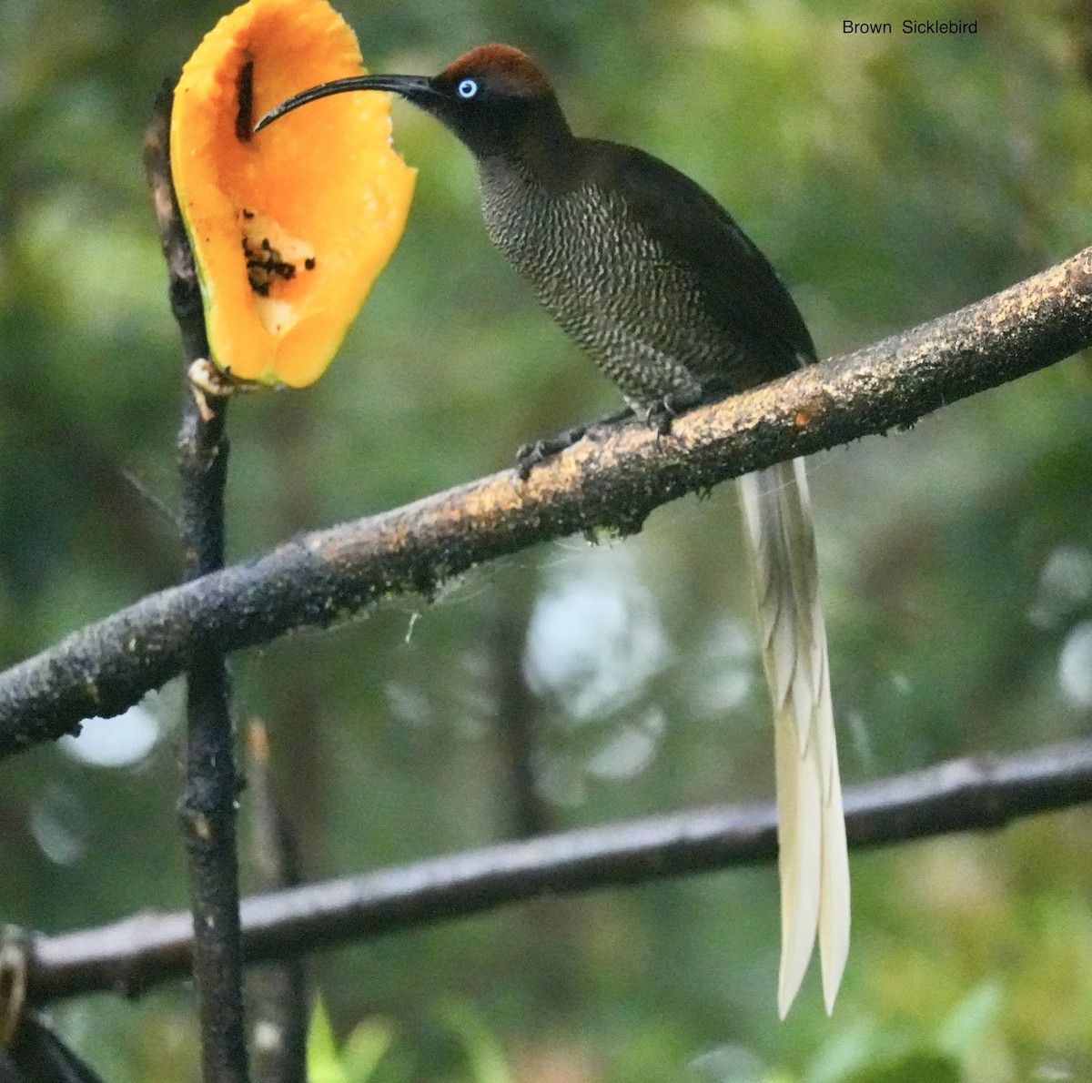 Дивоптах-шилодзьоб бурий - ML647214581