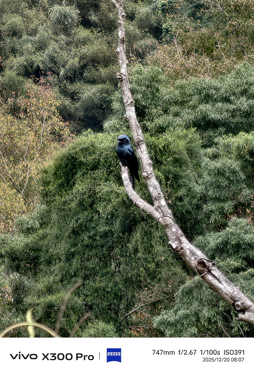 Bronzed Drongo - ML647214583