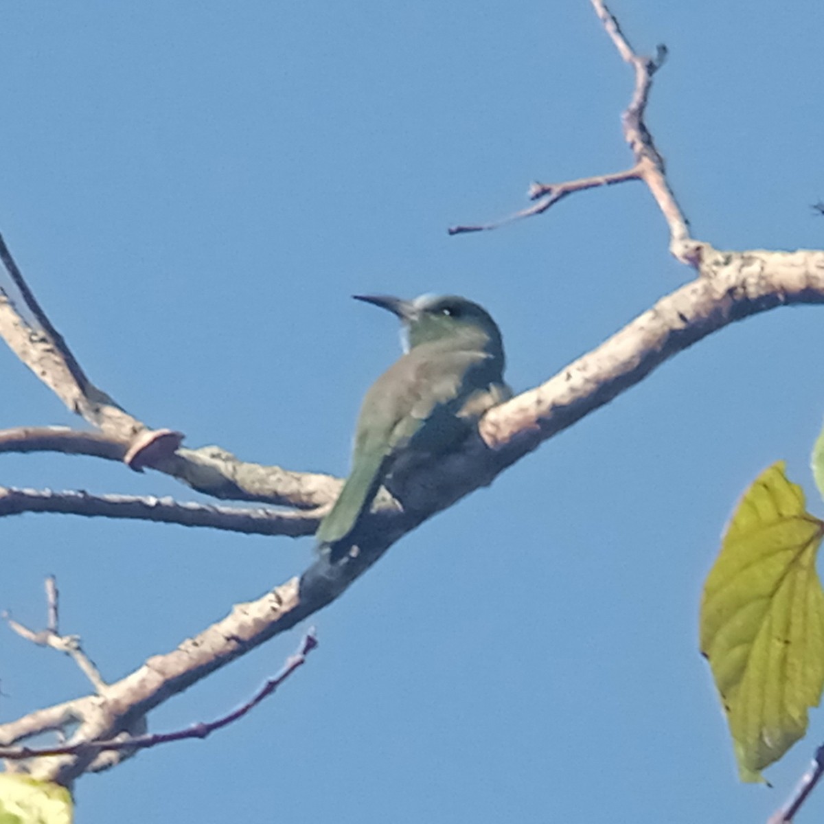 Blue-bearded Bee-eater - ML647214603