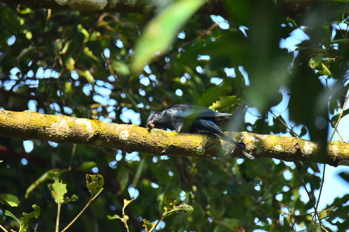 Fork-tailed Drongo-Cuckoo - ML647214607