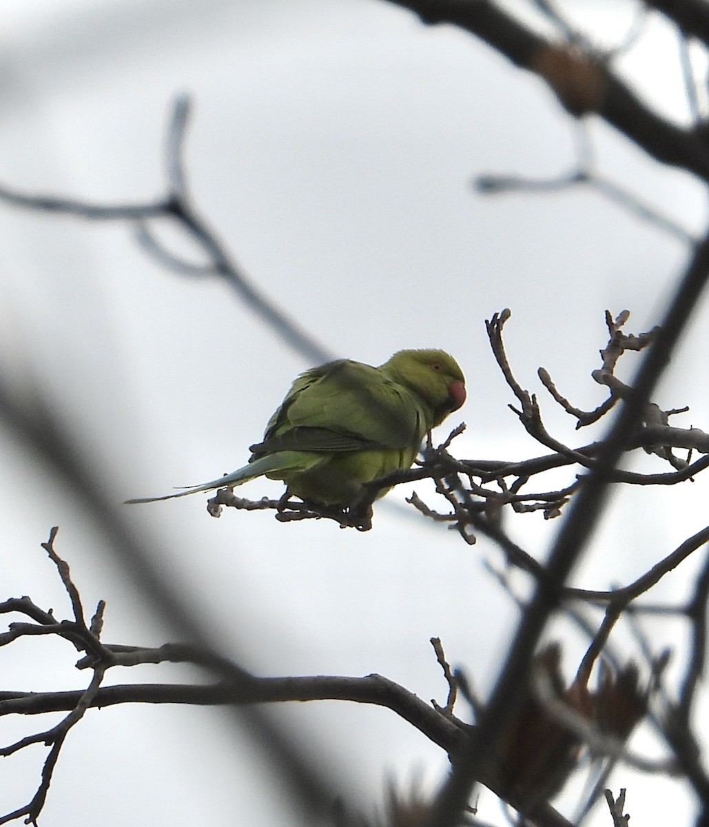 Rose-ringed Parakeet - ML647214608