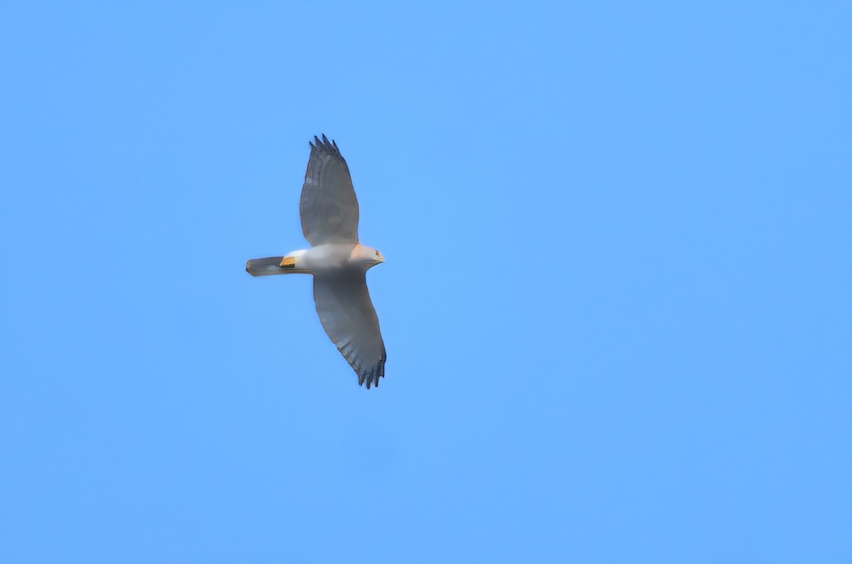 Shikra - ML647214611