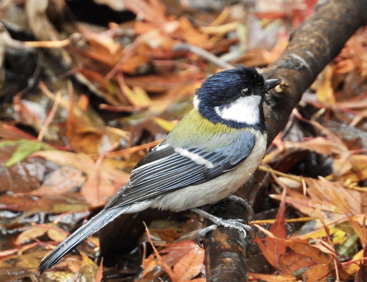 Asian Tit - ML647214617
