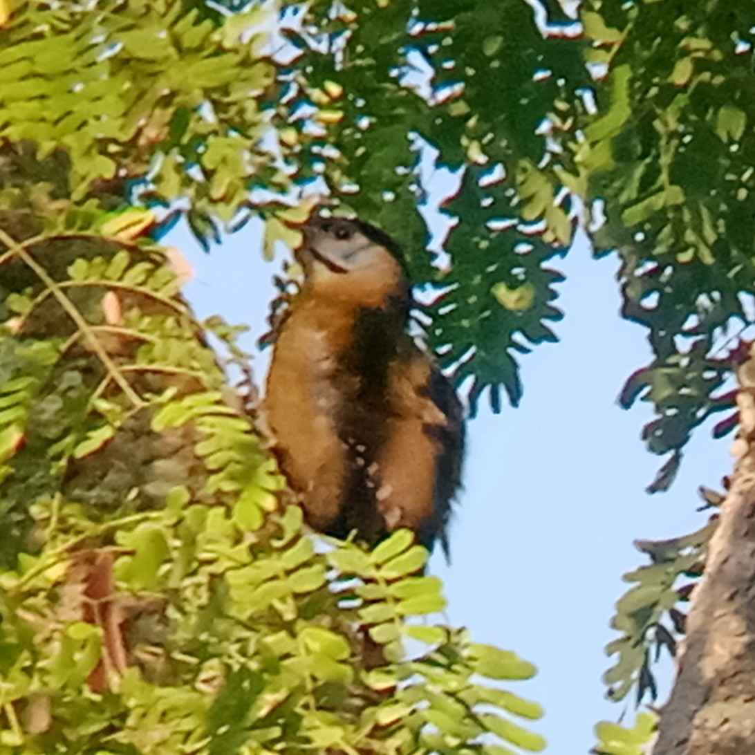 Gray-headed Woodpecker - ML647214622