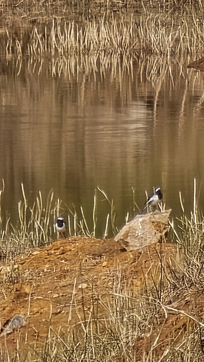 konipas indický - ML647214624