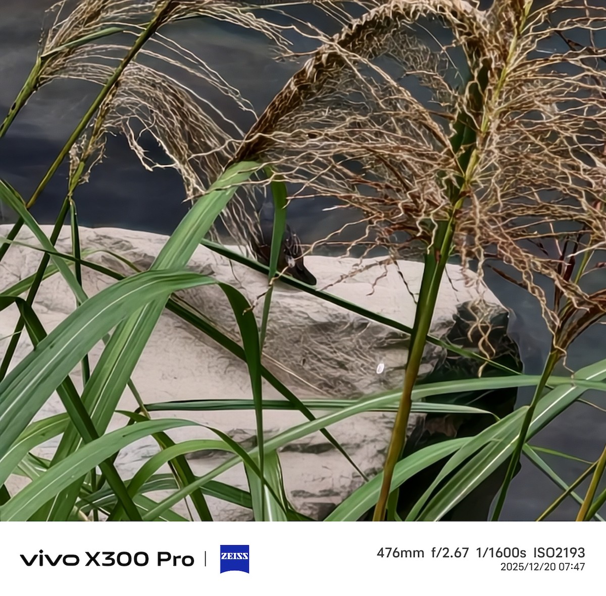 Plumbeous Redstart - ML647214625