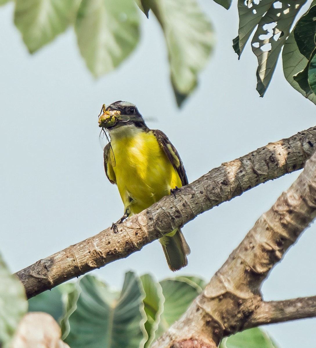 Boat-billed Flycatcher - ML647214628