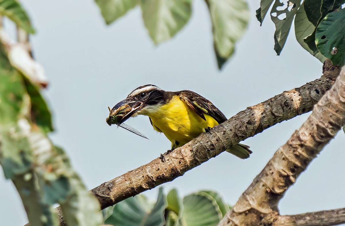 Boat-billed Flycatcher - ML647214629