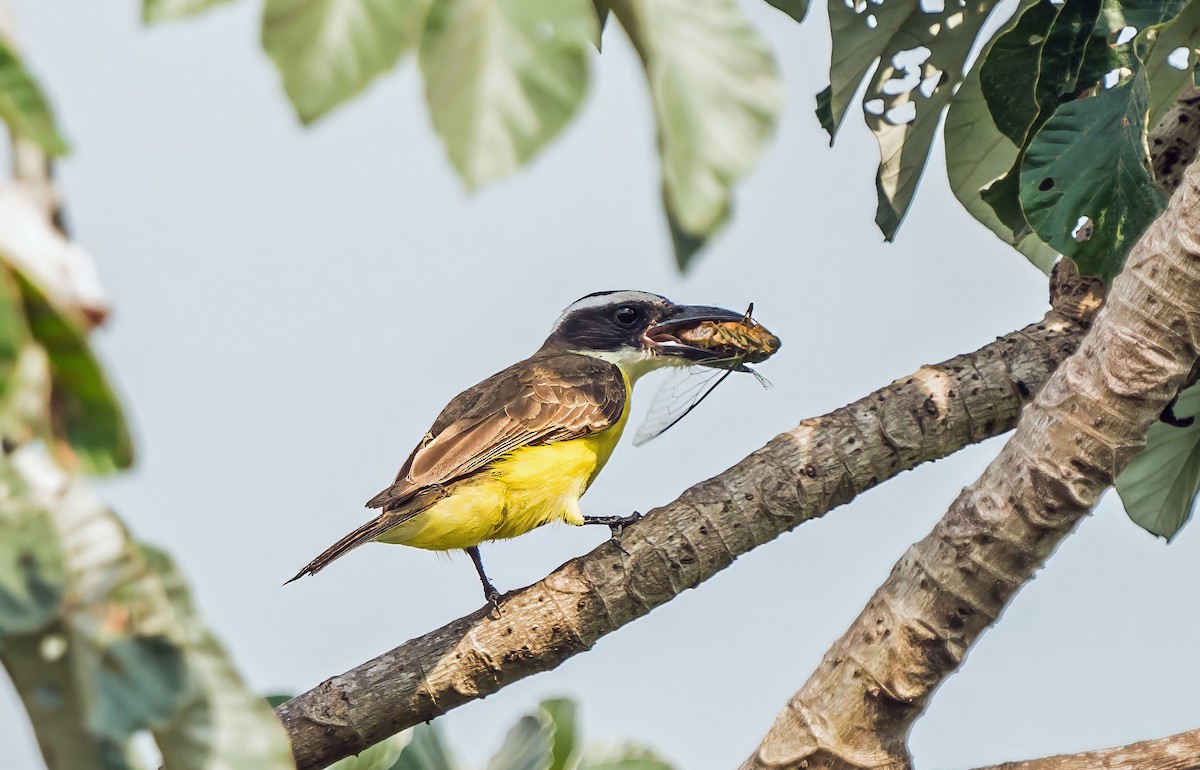 Boat-billed Flycatcher - ML647214630