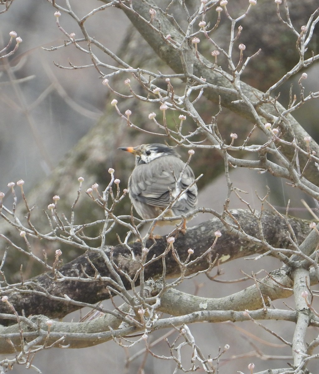 White-cheeked Starling - ML647214631