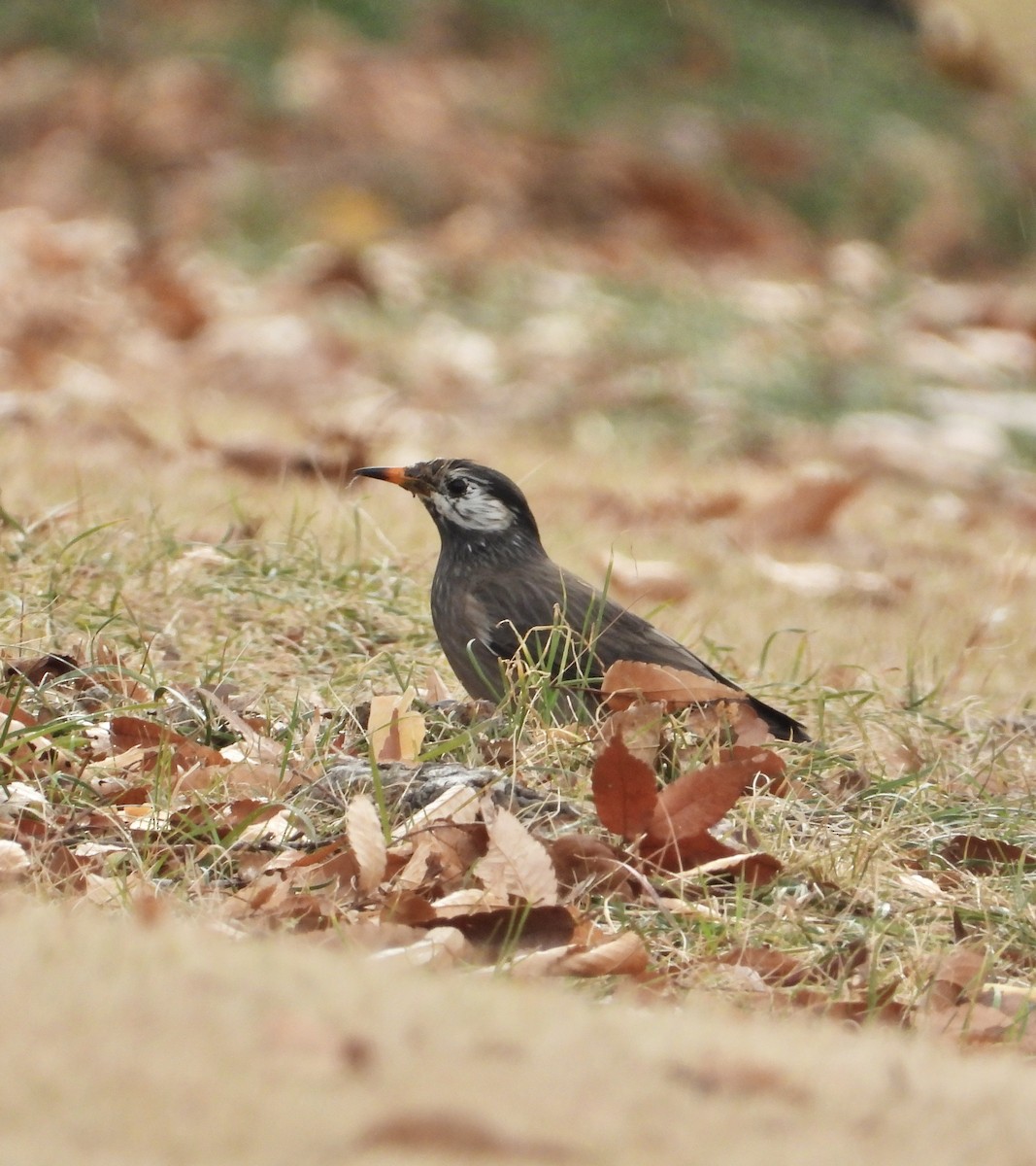 White-cheeked Starling - ML647214632