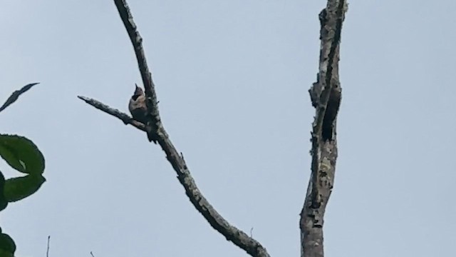 Northern Flicker - ML647214639