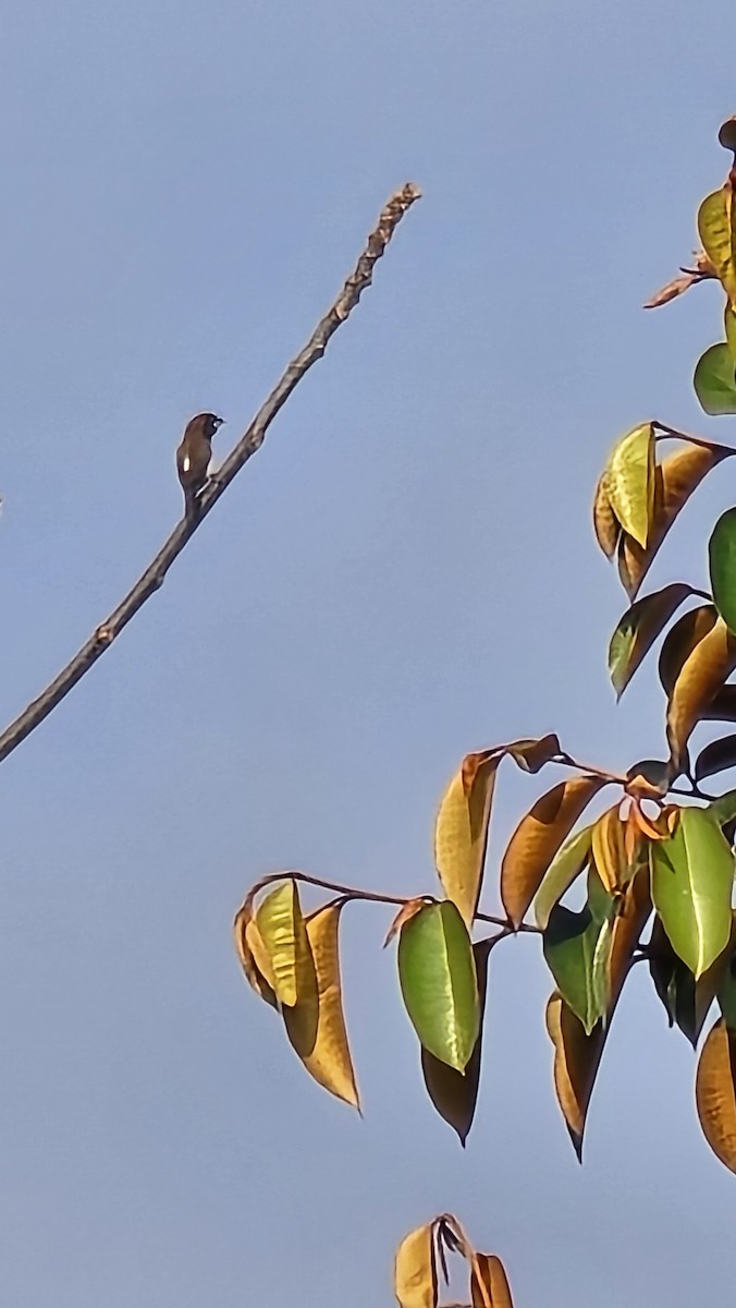 White-rumped Munia - ML647214640