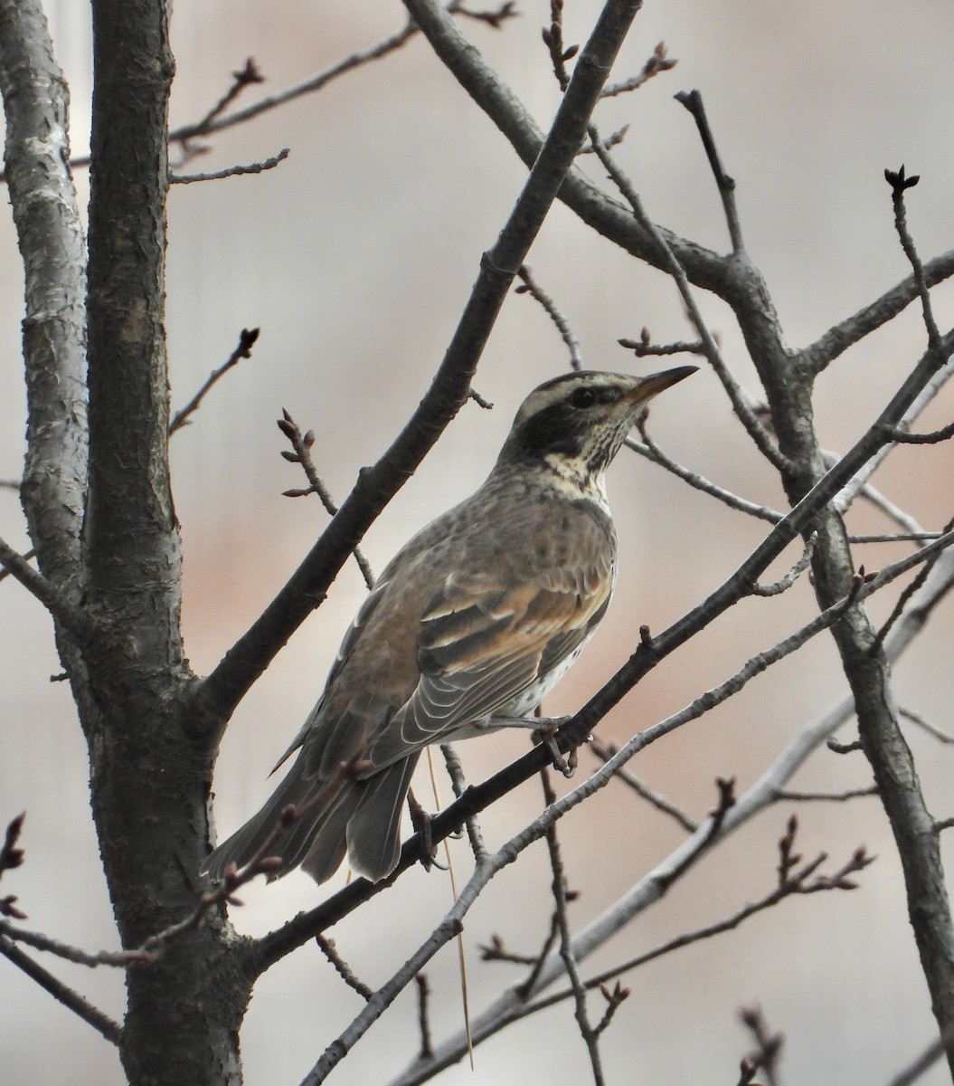 Dusky Thrush - ML647214648