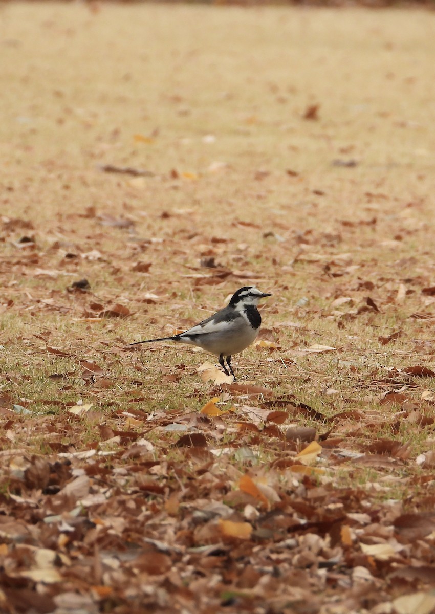 White Wagtail - ML647214654