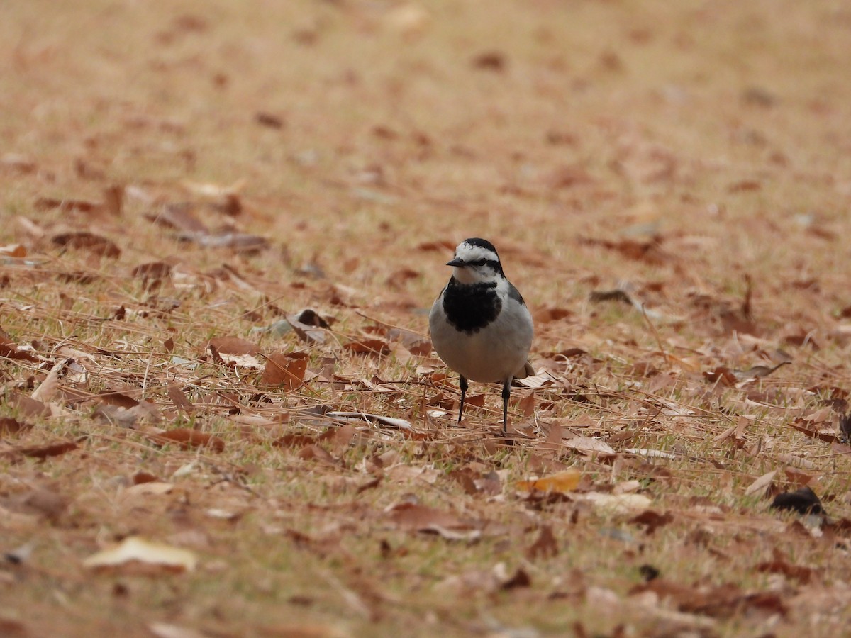 White Wagtail - ML647214657