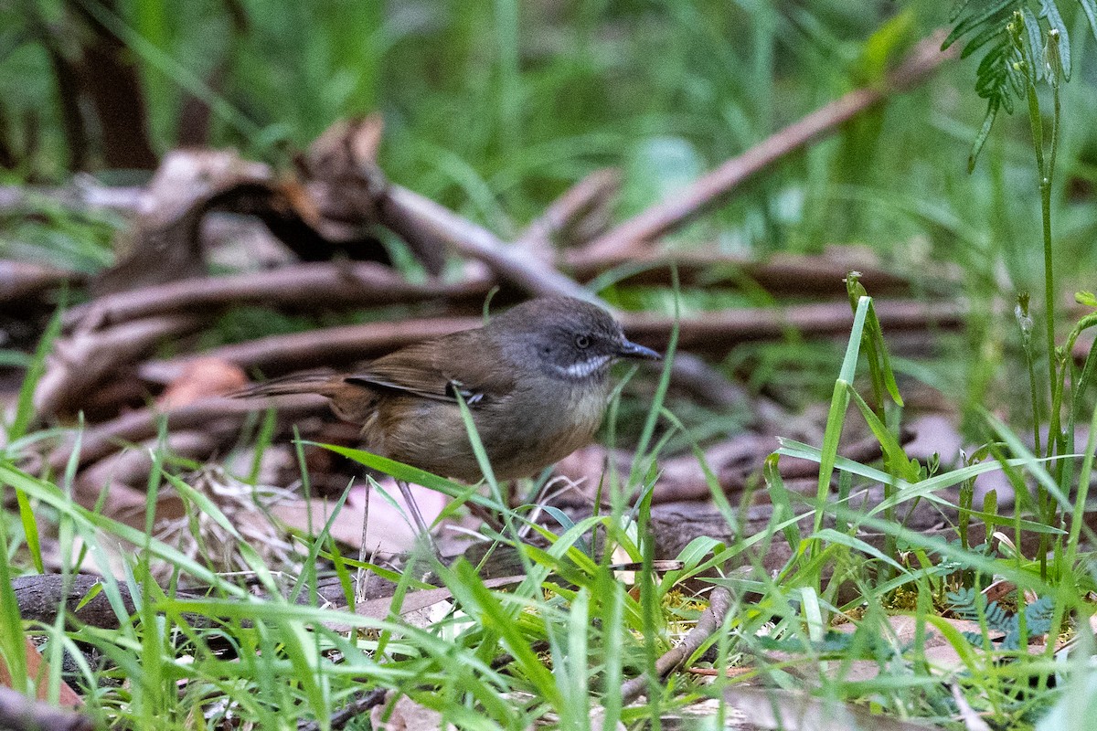 White-browed Scrubwren - ML647214694