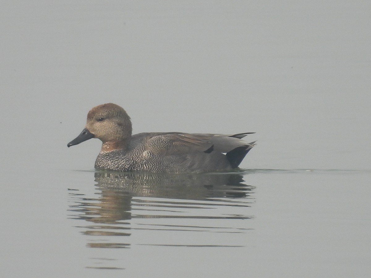 Canapiglia - ML647214719