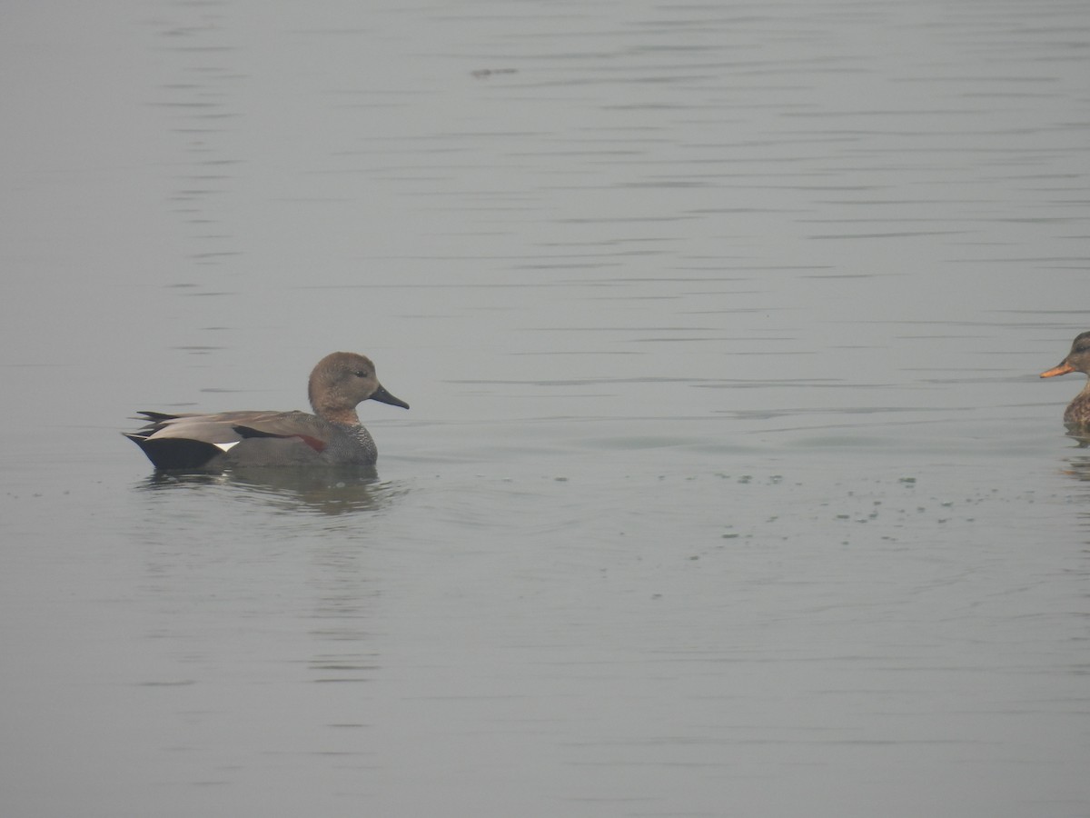 Canapiglia - ML647214720