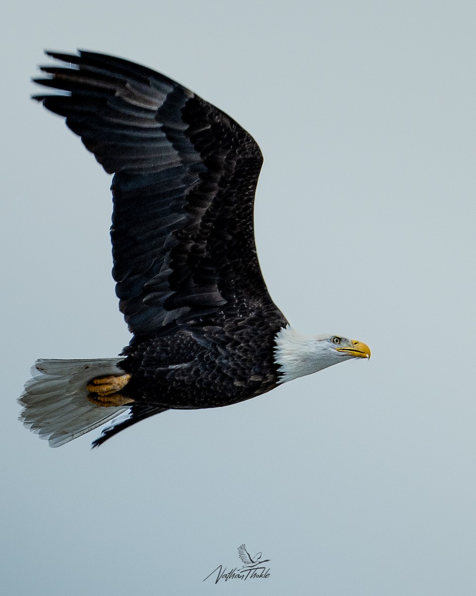 Pygargue à tête blanche - ML647214731