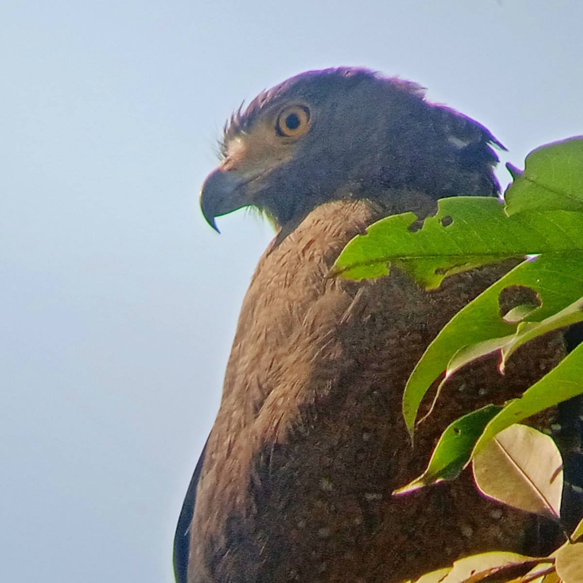 Crested Serpent-Eagle - ML647214769