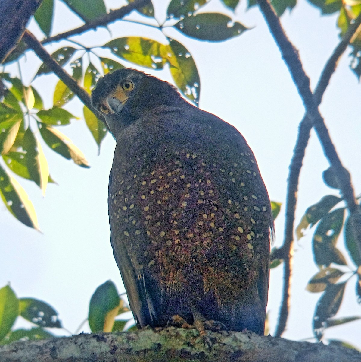 Crested Serpent-Eagle - ML647214770