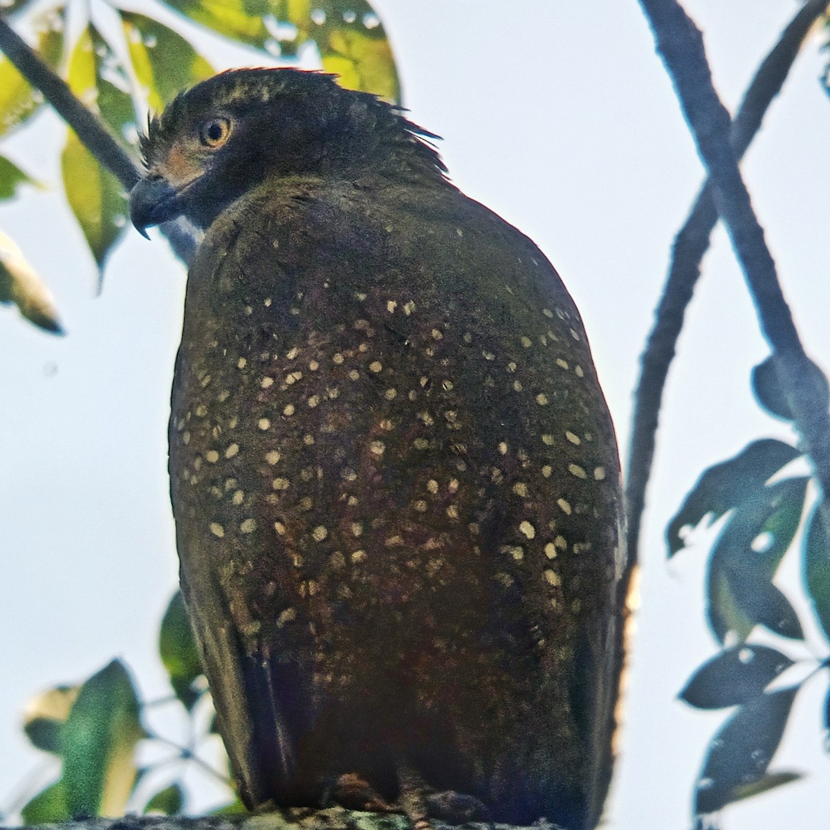 Crested Serpent-Eagle - ML647214771