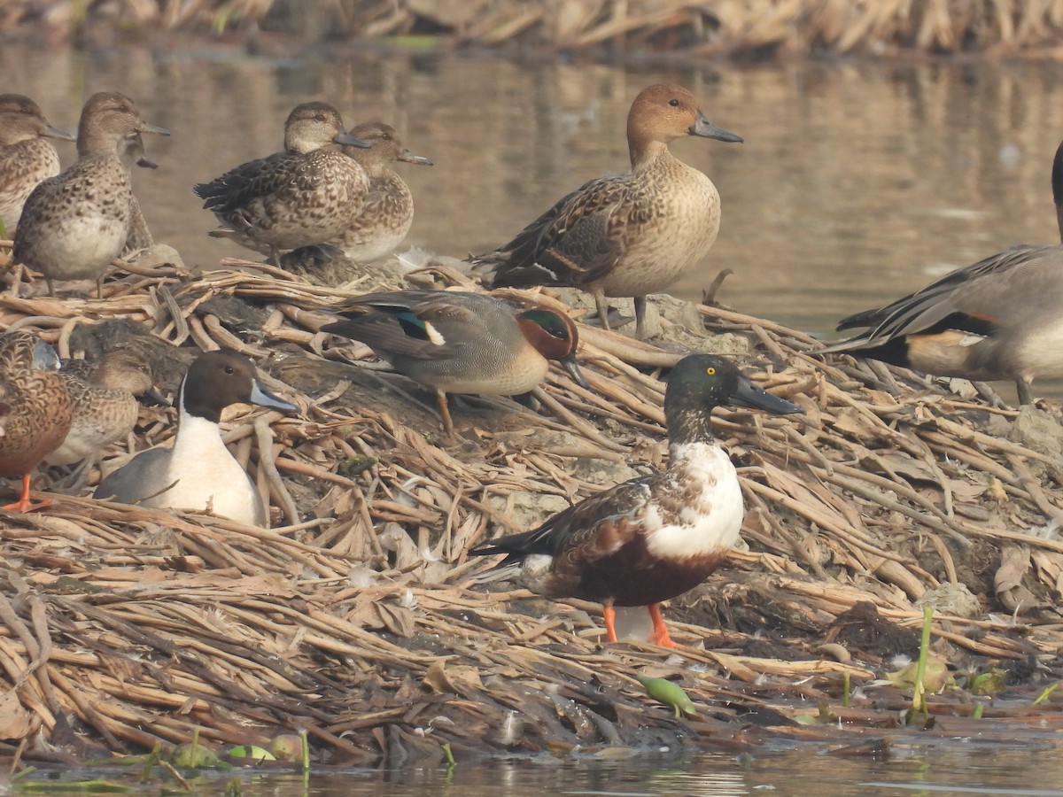 Mestolone - ML647214774