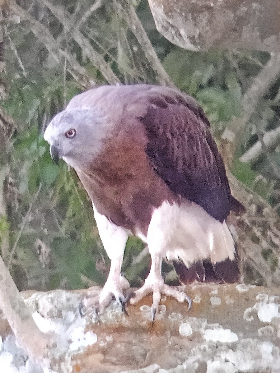 Gray-headed Fish-Eagle - ML647214775
