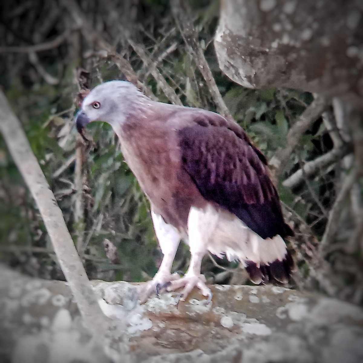 Gray-headed Fish-Eagle - ML647214776