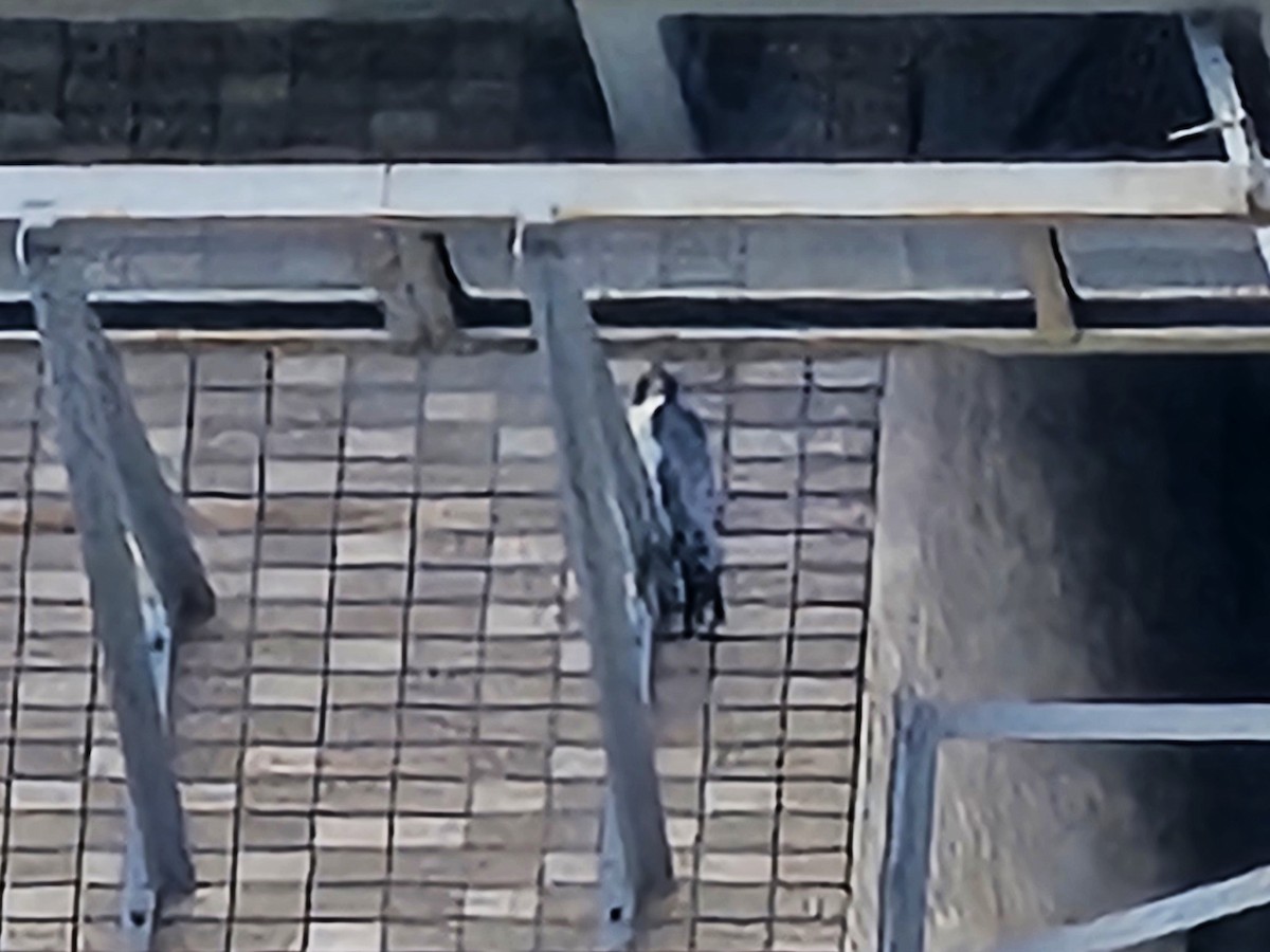 Peregrine Falcon - ML647214777