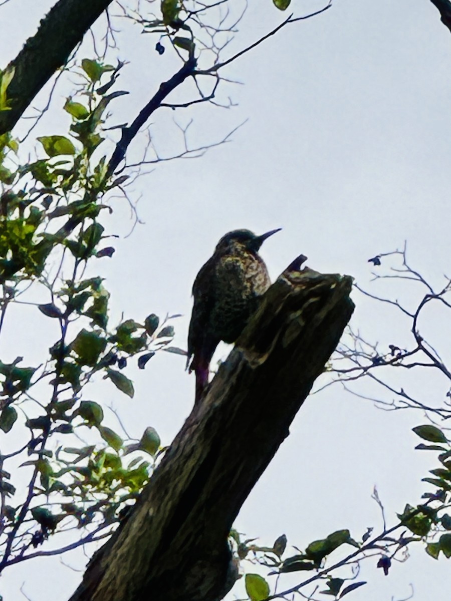 Northern Flicker - ML647214778