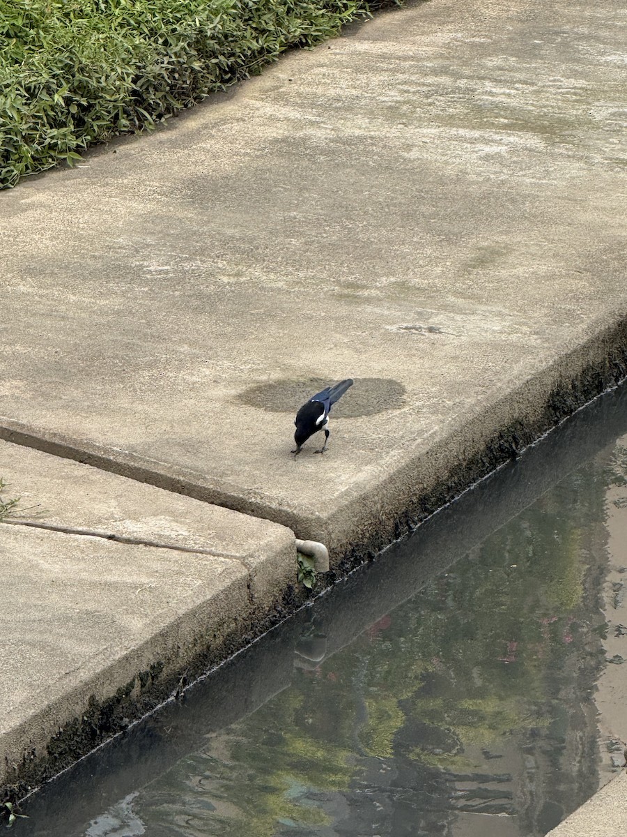 orientskjære - ML647214779