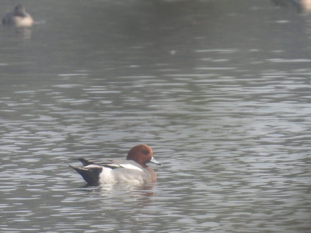 Fischione - ML647214783