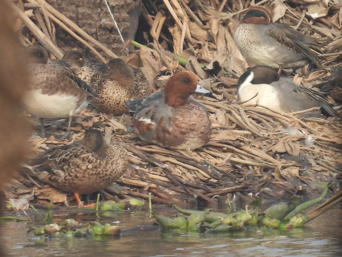 Fischione - ML647214784