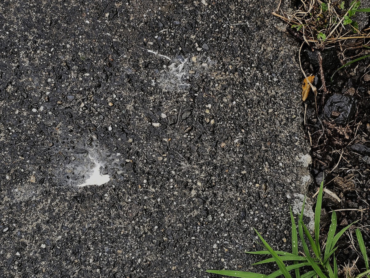 duskdverghegre - ML647214787