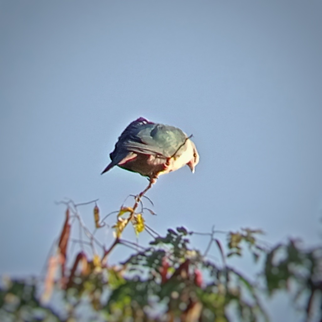 Green Imperial-Pigeon - ML647214800