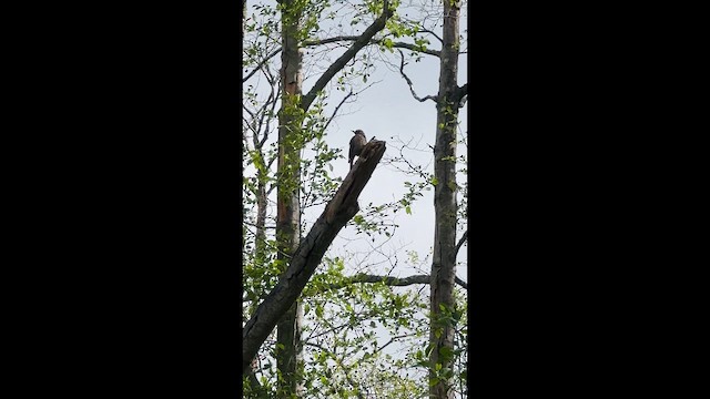 Northern Flicker - ML647214802