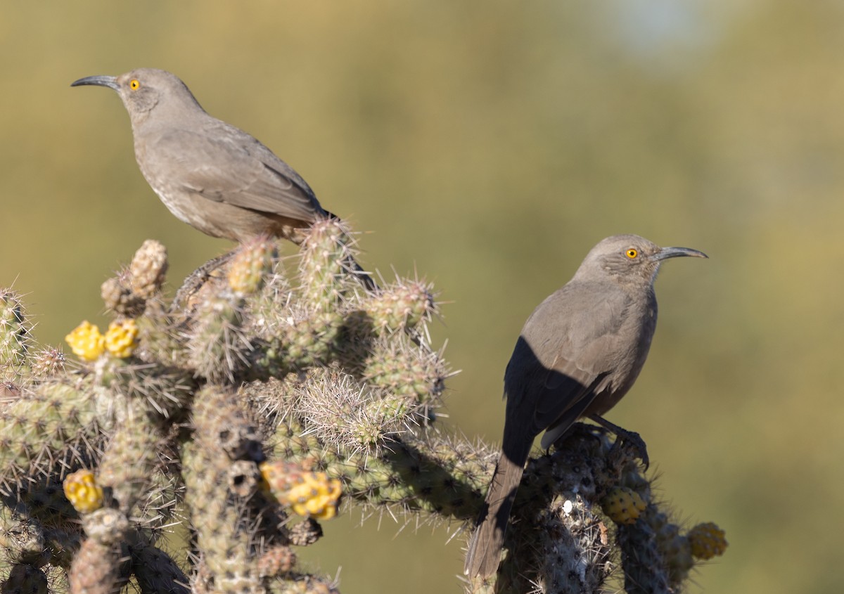 kaktusspottefugl - ML647214817