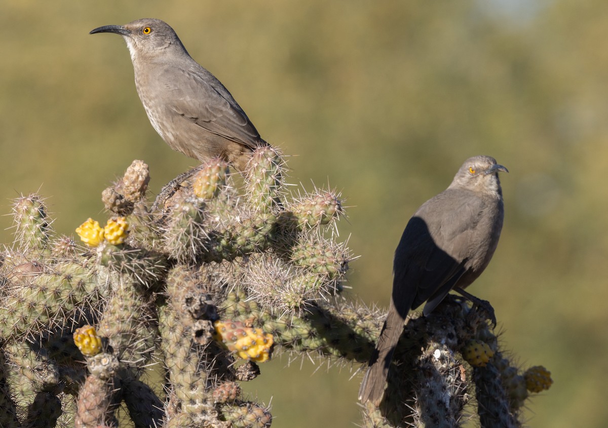 kaktusspottefugl - ML647214818