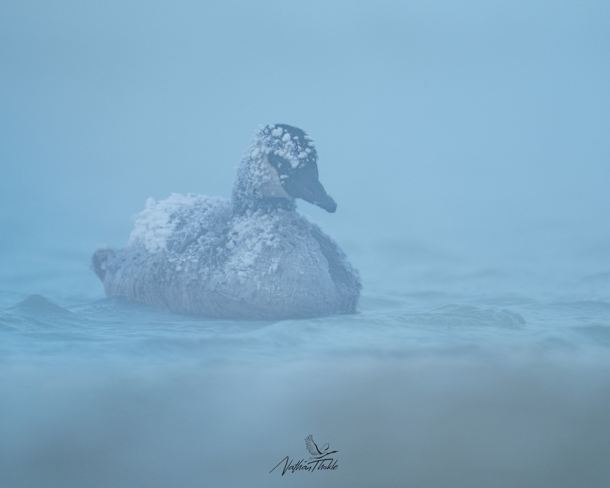 kanadagås - ML647214826