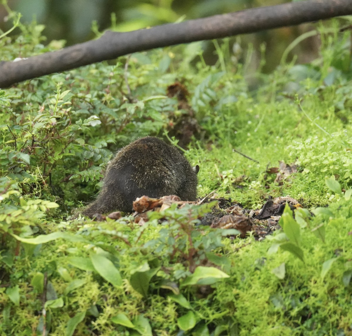 Animals - ML647214838